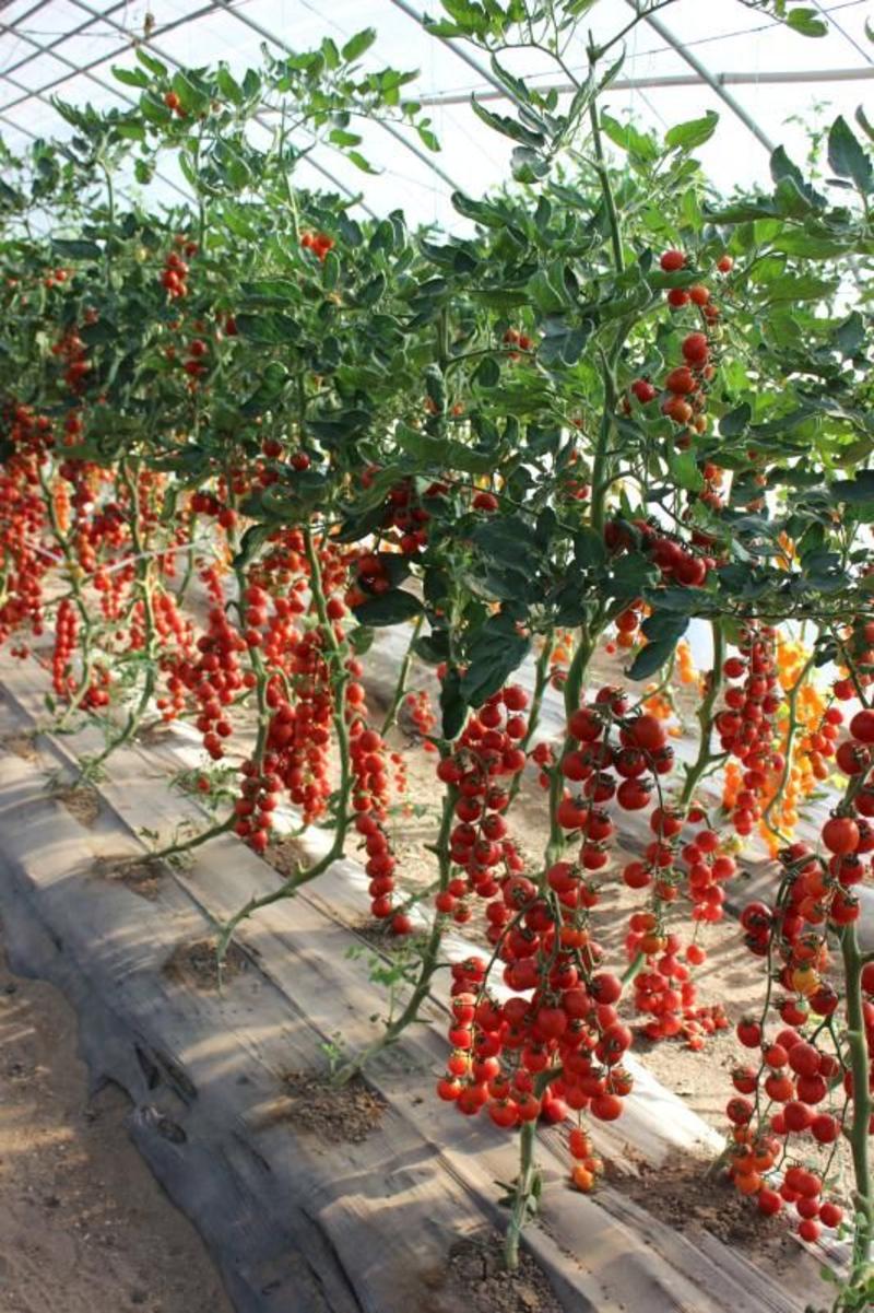 水果西红柿种子97%