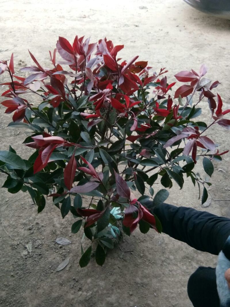 红叶石楠球50~60cm