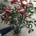 红叶石楠球50~60cm