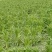 山野菜新鲜山野菜新鲜山菜贡菜叶野菜贡菜头