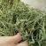 山野菜新鲜山野菜新鲜山菜贡菜叶野菜贡菜头