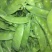 荷兰豆饱满11月大量上市
