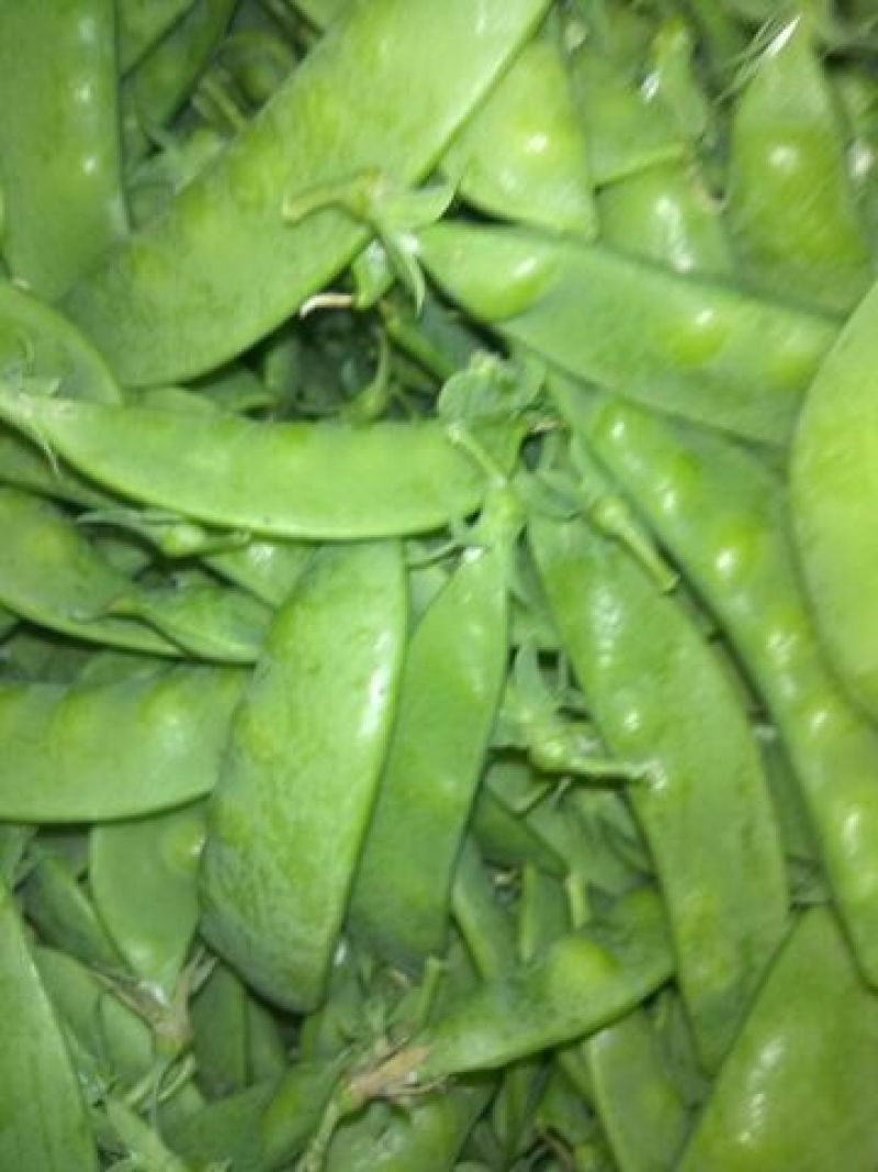荷兰豆饱满11月大量上市