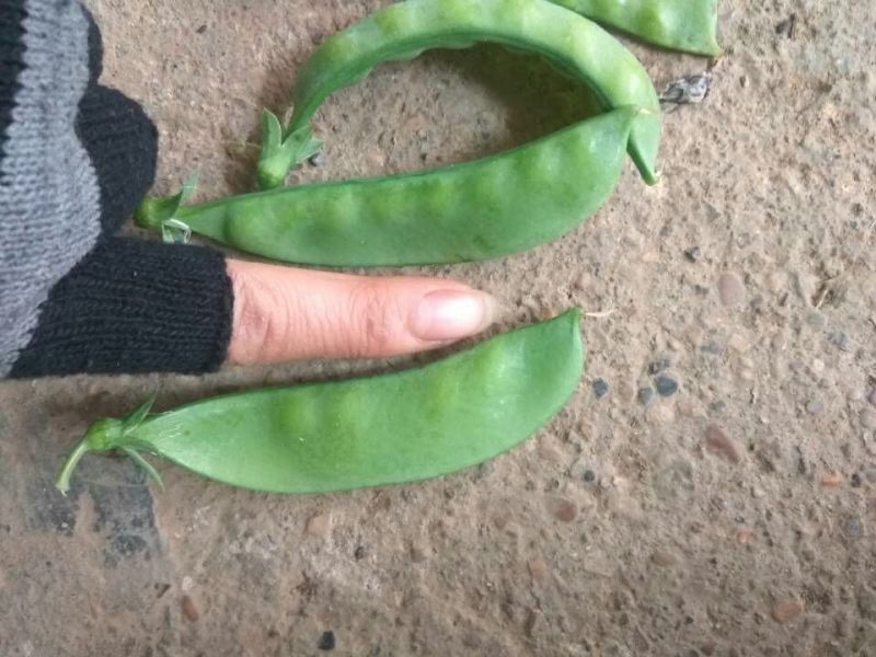 荷兰豆饱满11月大量上市