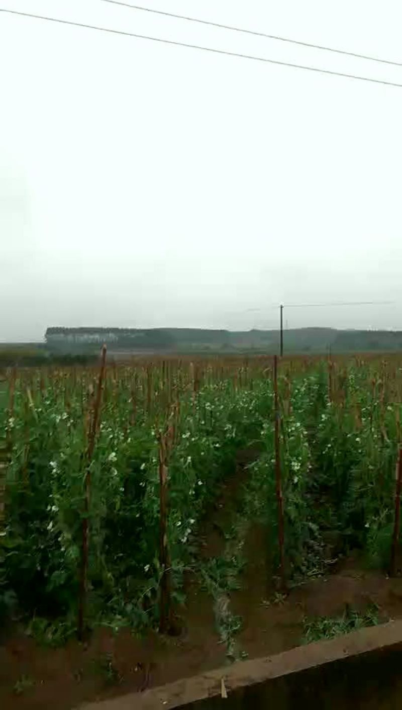 荷兰豆饱满11月大量上市
