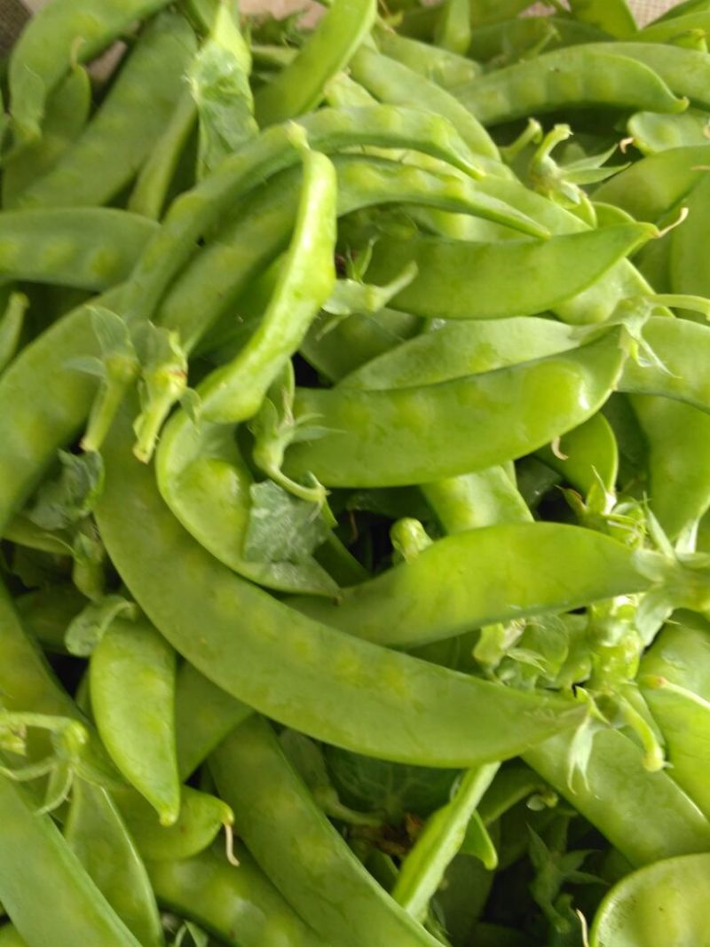 荷兰豆饱满11月大量上市