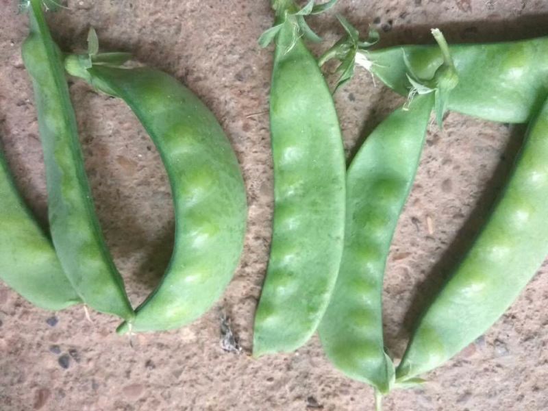 荷兰豆饱满11月大量上市