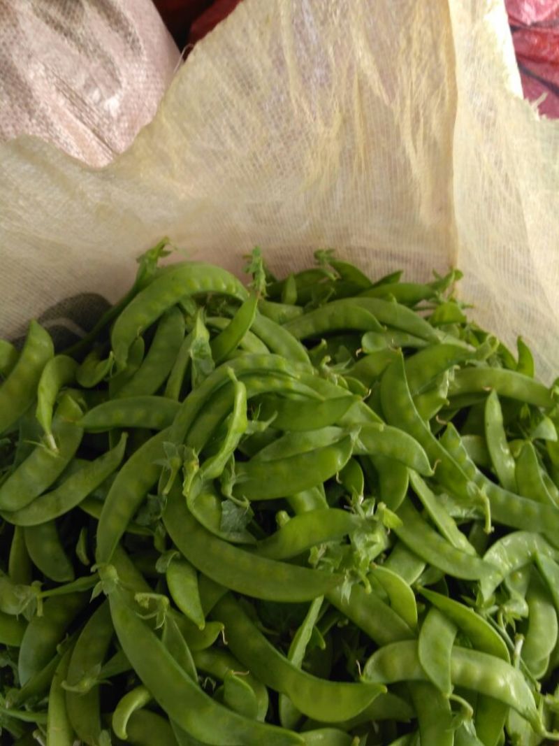 荷兰豆饱满11月大量上市