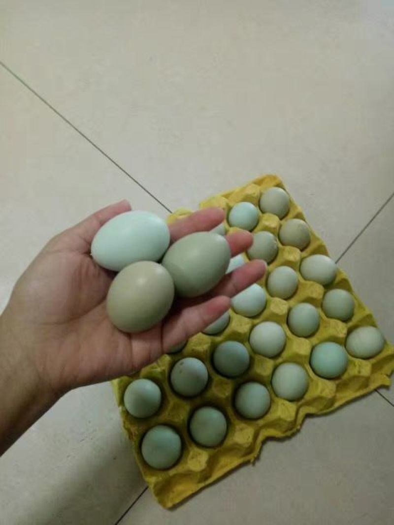 绿壳蛋鸡苗出壳苗35~45克通货