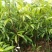 荔枝树苗嫁接苗妃子笑无核荔枝A4灵山香荔鸡嘴荔糯米糍南方