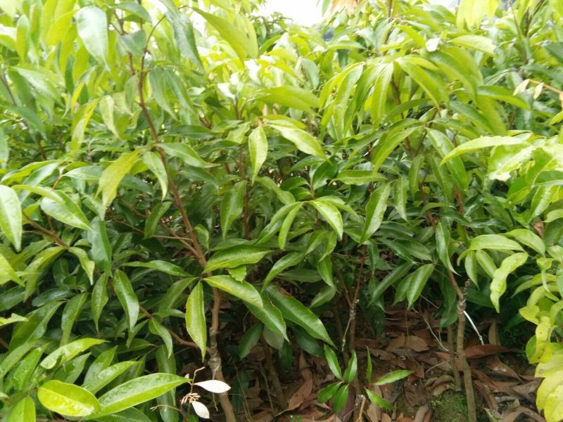 荔枝树苗嫁接苗妃子笑无核荔枝A4灵山香荔鸡嘴荔糯米糍南方