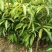 荔枝树苗嫁接苗妃子笑无核荔枝A4灵山香荔鸡嘴荔糯米糍南方