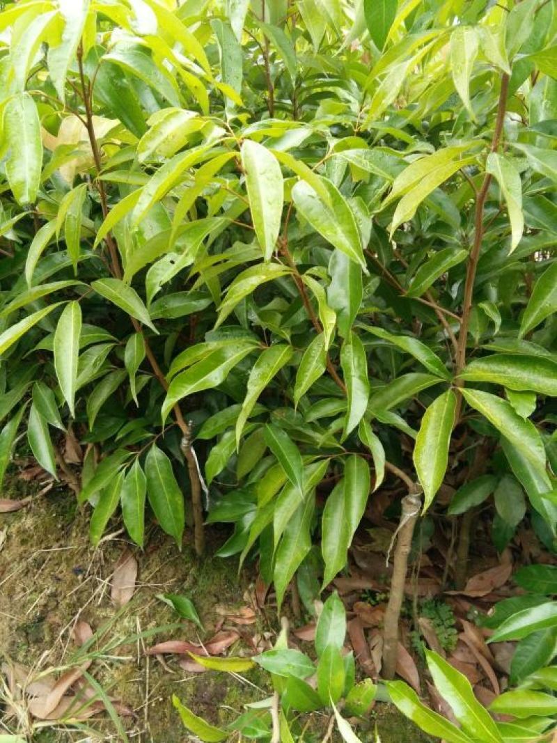 荔枝树苗嫁接苗妃子笑无核荔枝A4灵山香荔鸡嘴荔糯米糍南方
