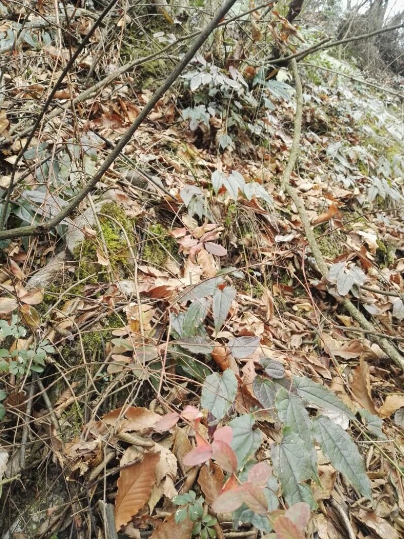 淫羊藿带头统