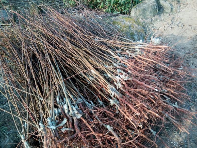 半边红李子苗保证品质，可签合同。