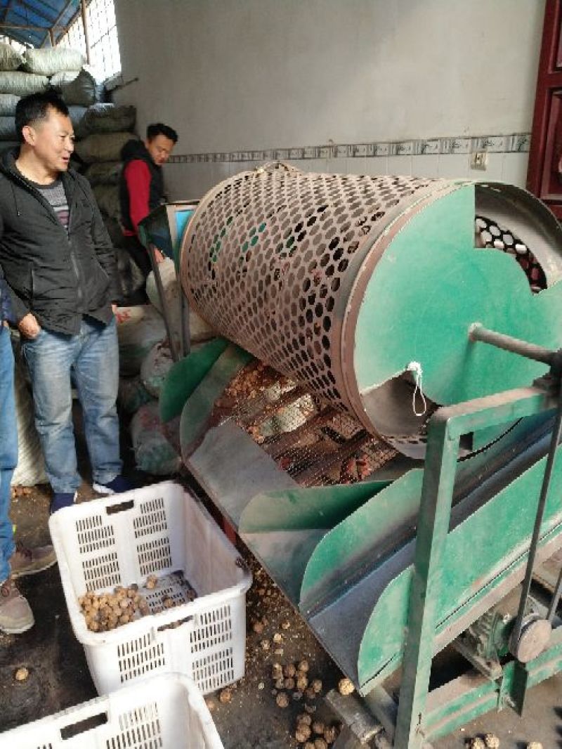 薄皮核桃去皮30mm以上干
