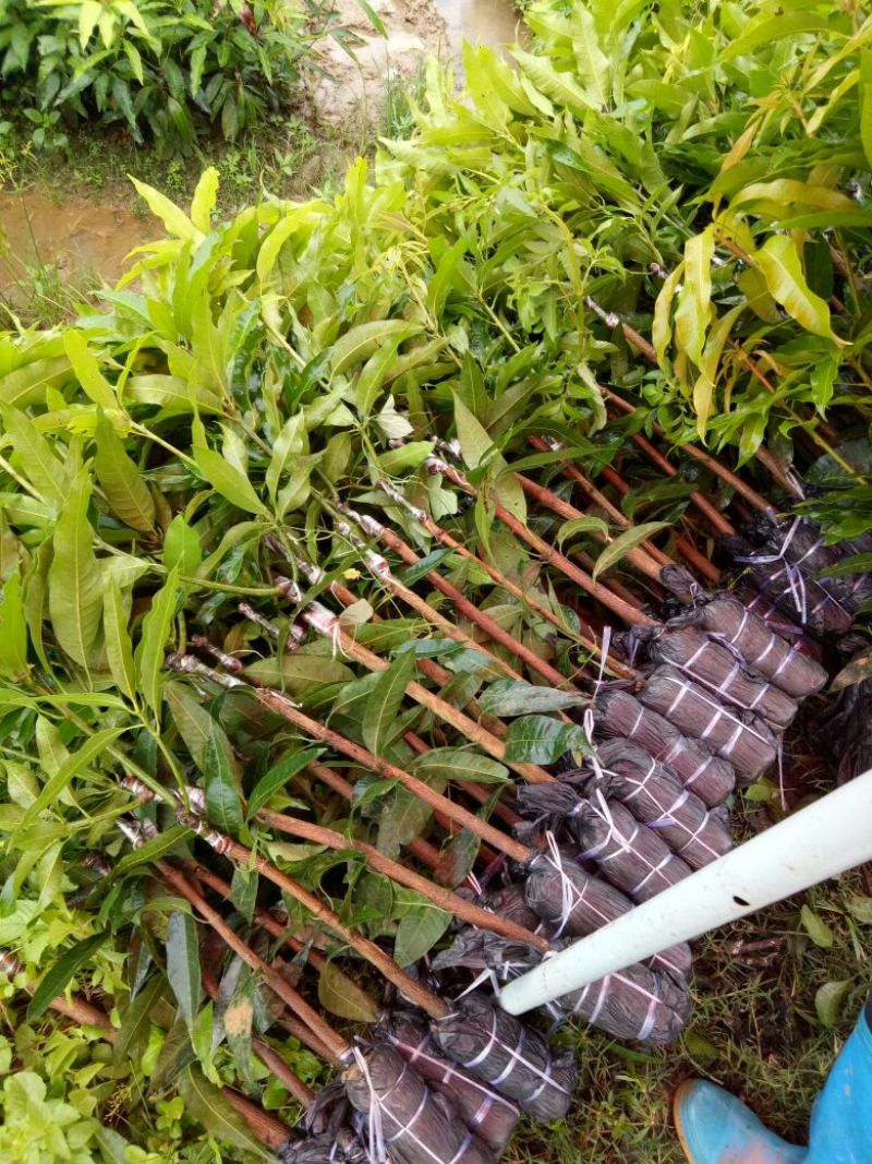 移栽机，树苗种植移栽机，不伤根系，使用轻巧方便。