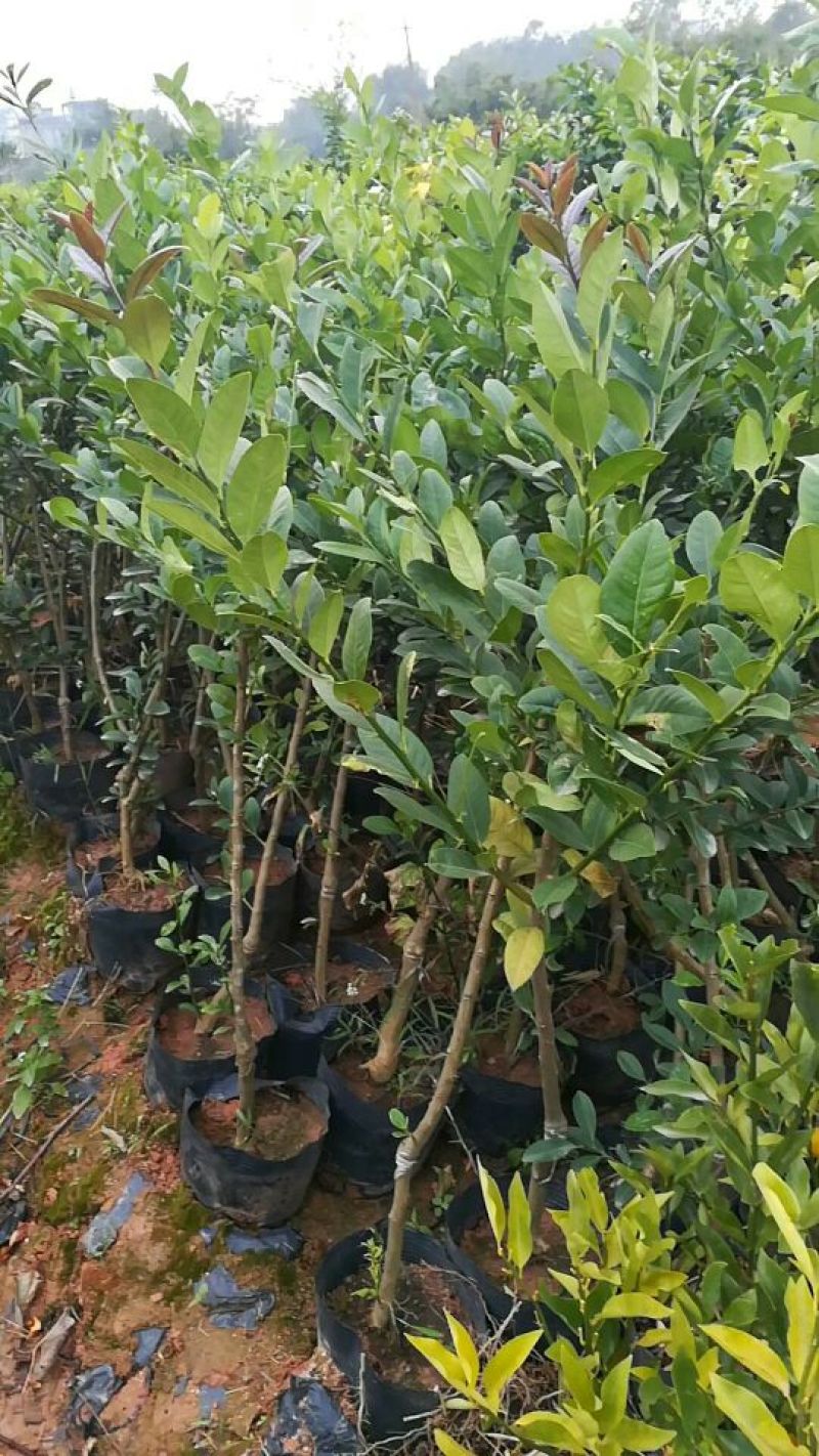 香水柠檬树苗30~50cm