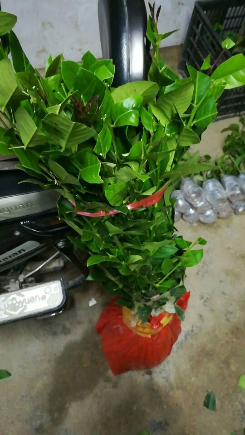 香水柠檬树苗30~50cm