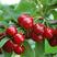 樱桃树苗车厘子美早红灯黑珍珠矮化樱桃苗南北方都可以种植