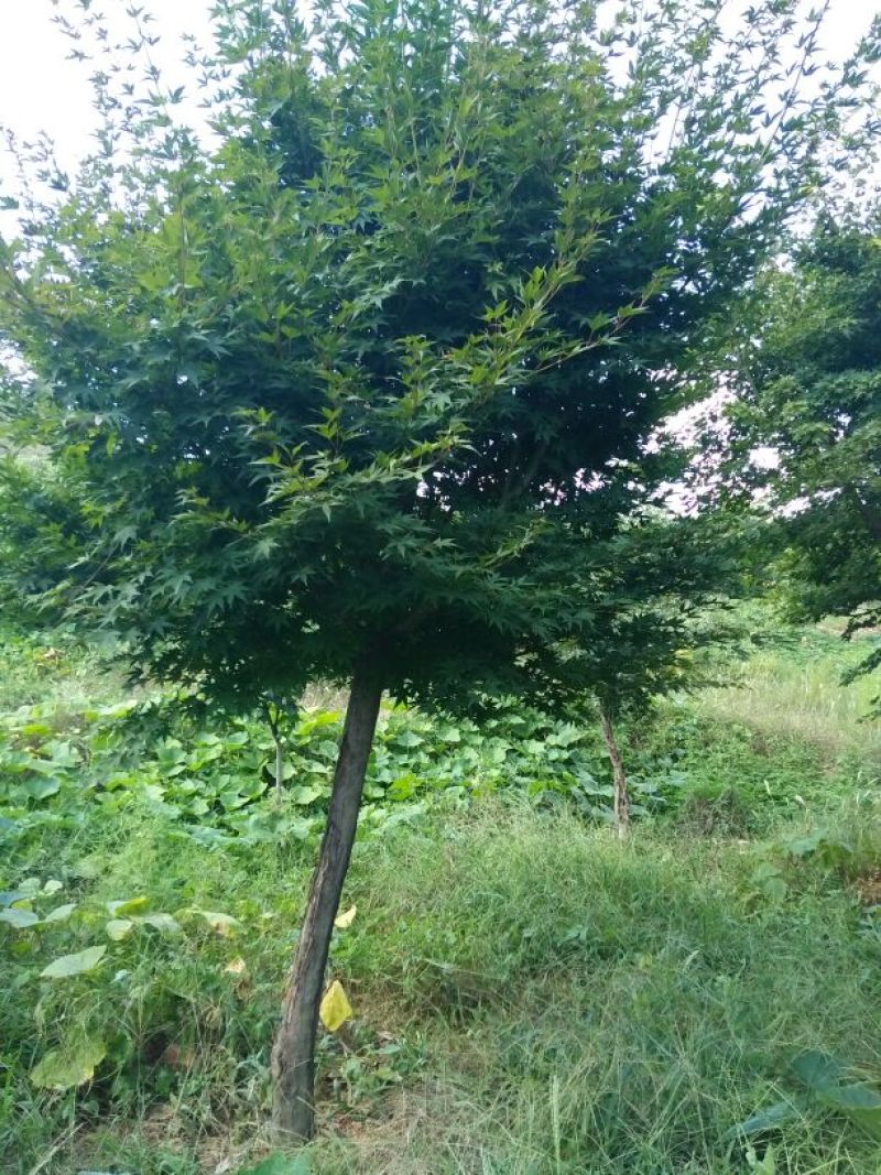 鸡爪槭苗80~100cm