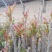 香椿芽15cm专业代发，快递，空运直达