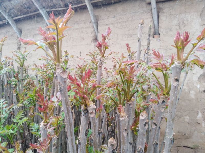 香椿芽15cm专业代发，快递，空运直达