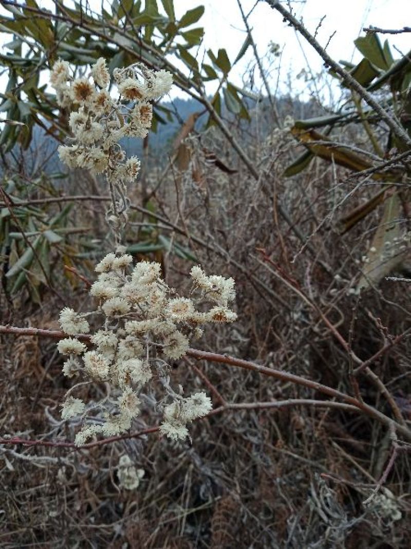 野菊花散装