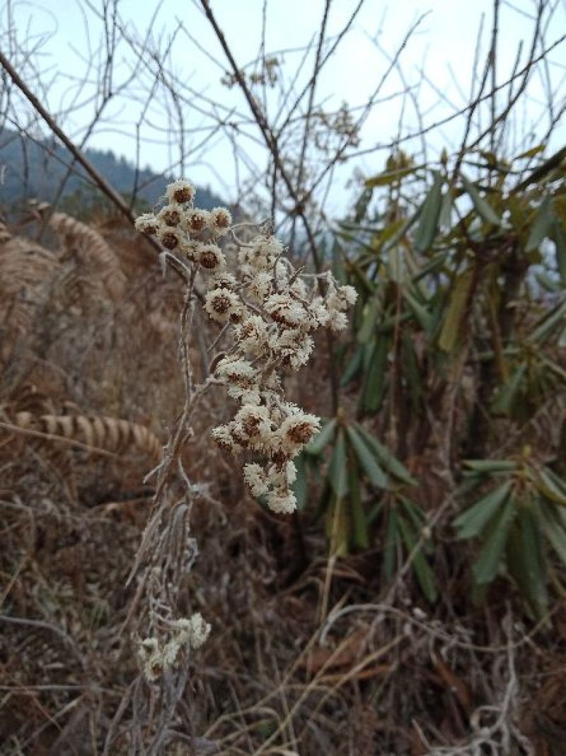 野菊花散装