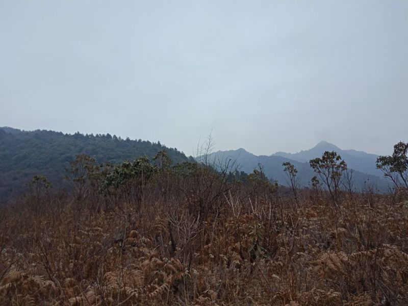 野菊花散装