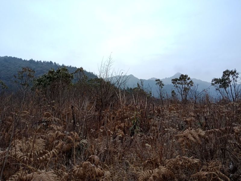 野菊花散装