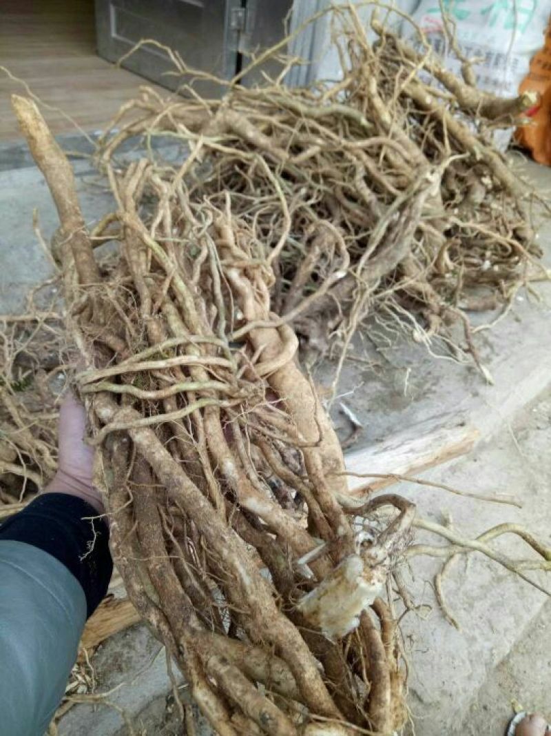 黄花倒水莲根野生黄花参