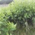新会柑苗50~80cm