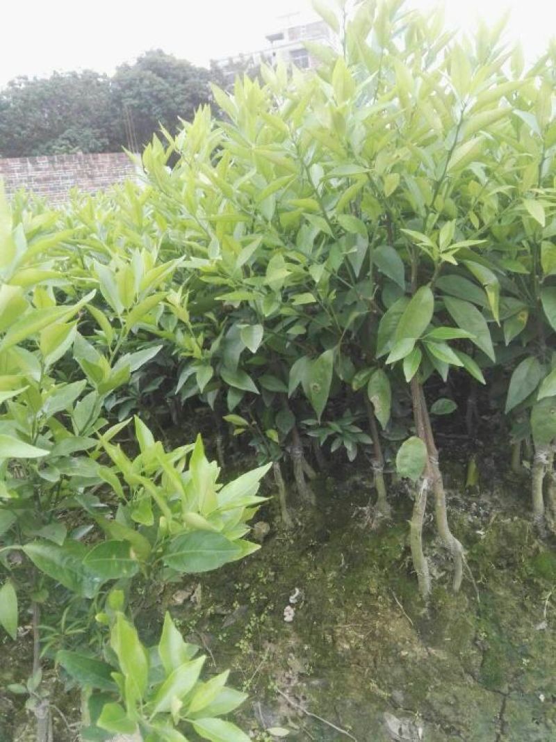 新会柑苗50~80cm