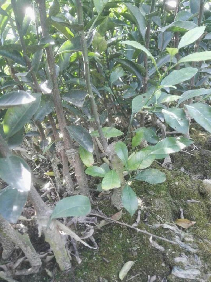 新会柑苗50~80cm