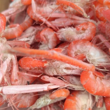 红虾食用冻虾