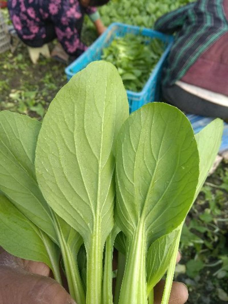 小青菜，质量好，青杆大叶面上海青，油菜量大从优
