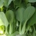 小青菜，质量好，青杆大叶面上海青，油菜量大从优