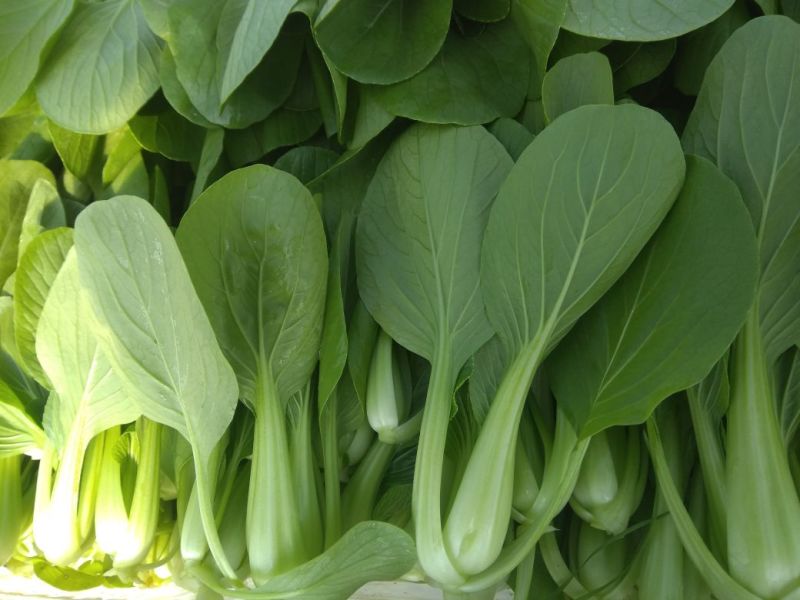 小青菜，质量好，青杆大叶面上海青，油菜量大从优