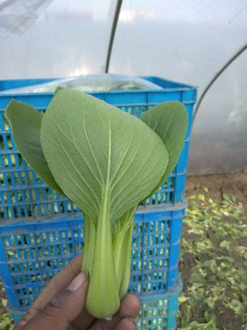 小青菜，质量好，青杆大叶面上海青，油菜量大从优