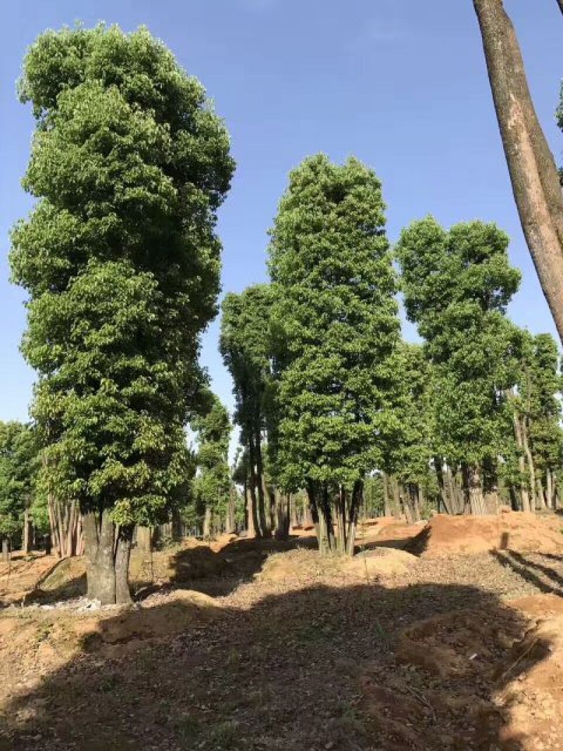 骨架移栽小叶香樟树30cm香樟之乡产地直供