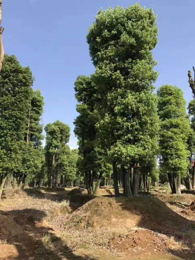 骨架移栽小叶香樟树30cm香樟之乡产地直供