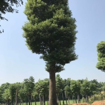 骨架移栽小叶香樟树30cm香樟之乡产地直供