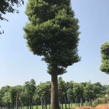 骨架移栽小叶香樟树30cm香樟之乡产地直供