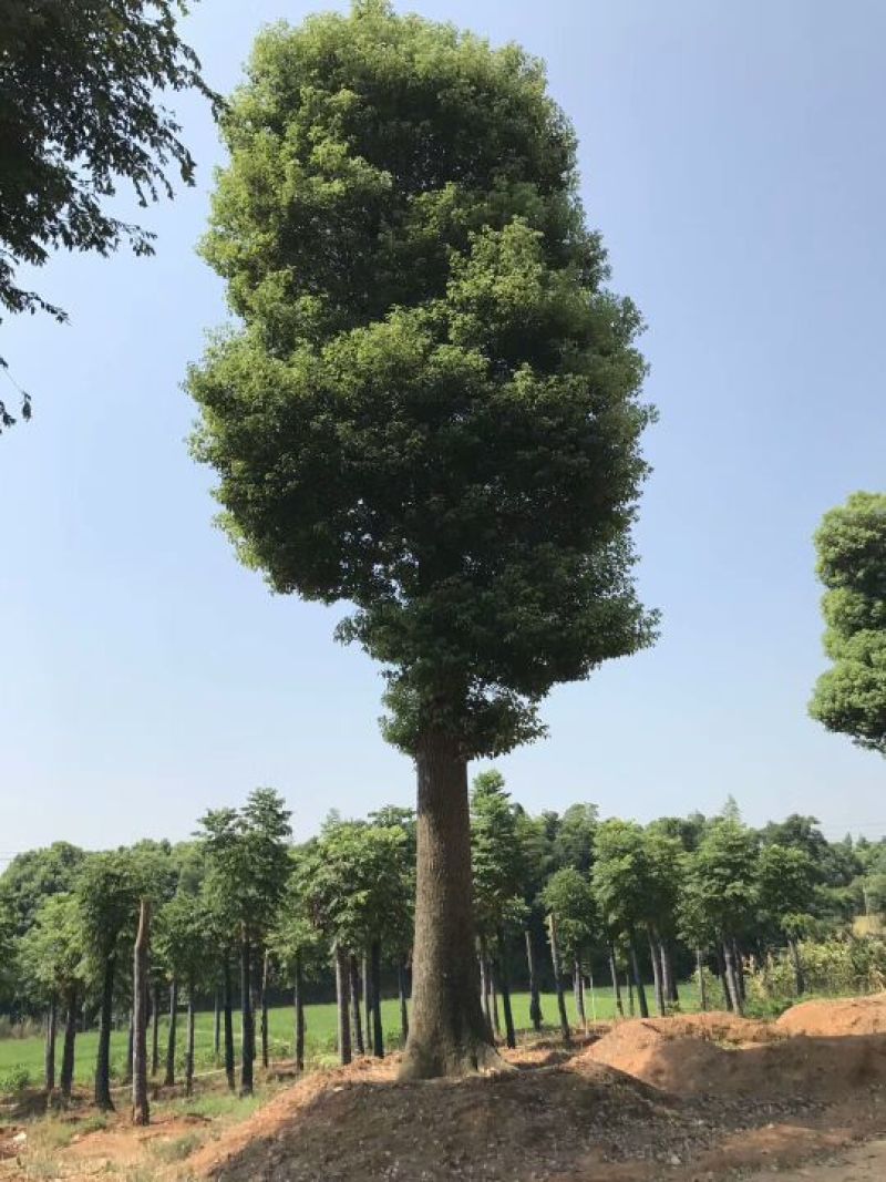 骨架移栽小叶香樟树30cm香樟之乡产地直供