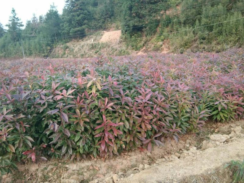 油茶苗10~29cm
