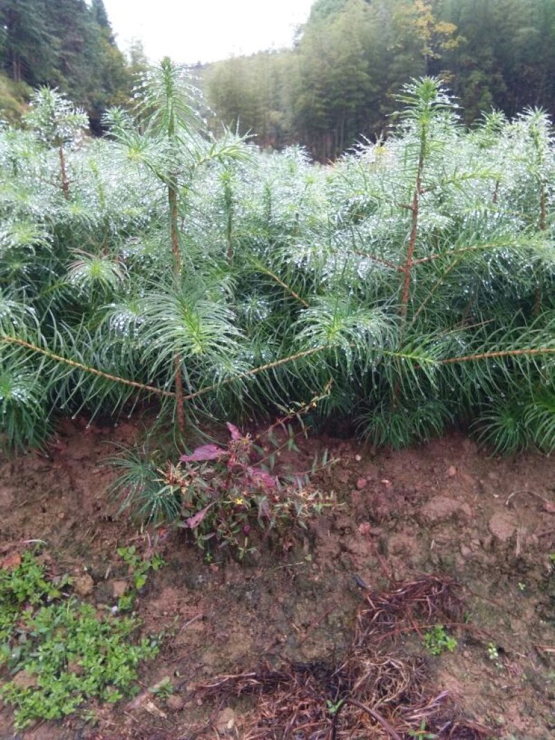 油茶苗10~29cm
