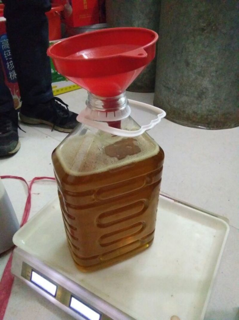 油茶苗10~29cm