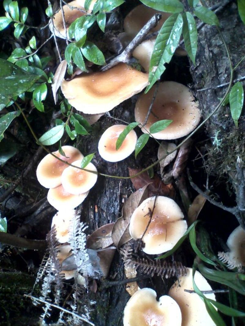 鲜香菇纯野生。干香菇