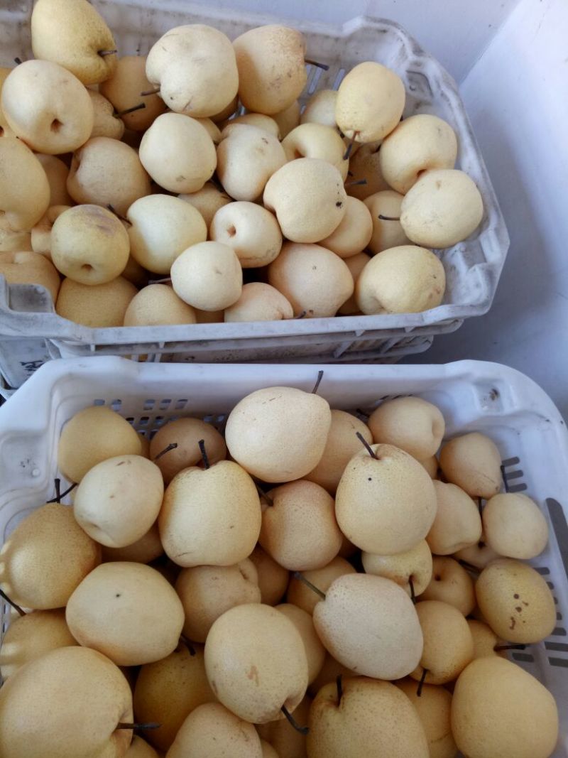 酥梨纸袋250~300g贡梨二等梨无坏果